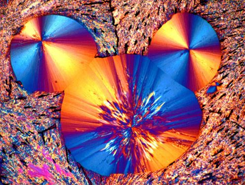 Leica DM4P sample.JPG