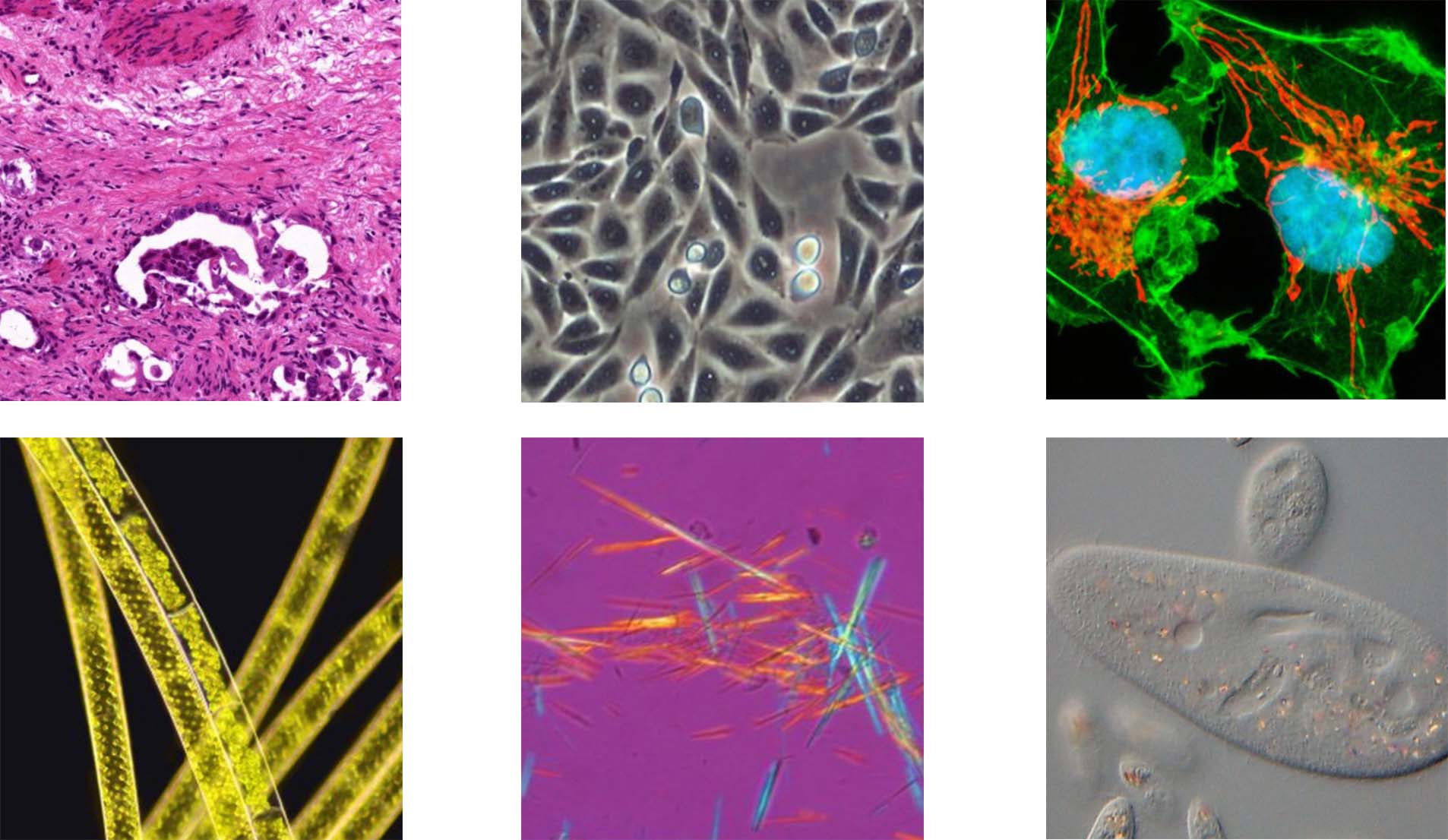 к микроскопу Hemera FL